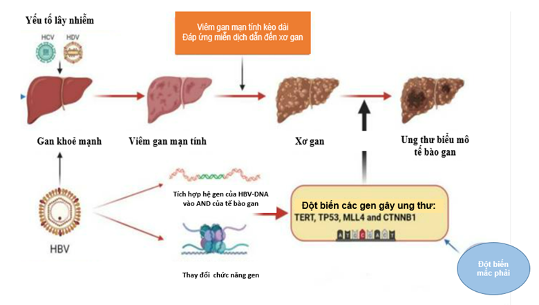https://cdn.benhvienungbuouhanoi.vn/media/articles/news/virut_viemgan.png