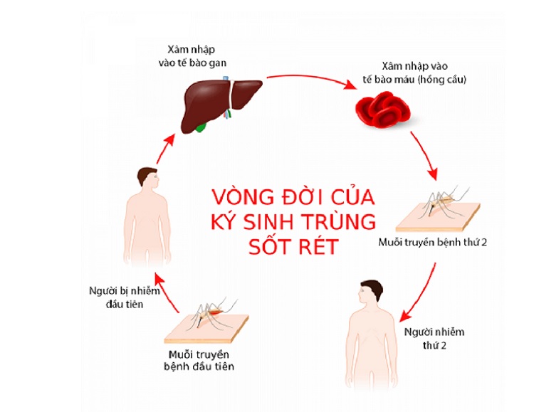 https://bvdkbacninh.vn/UserContent/images/a18(3).jpg