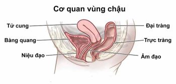 Vì sao cần làm đầy bàng quang và làm sạch trực tràng trước xạ trị vùng tiểu khung?